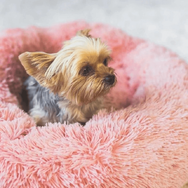 Cama Nuvem Pets Conforto - Lojas Promorin